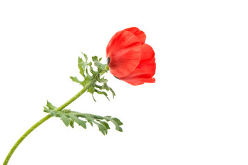 meadow poppy isolated