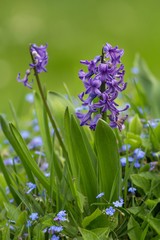 Verblühende violette Hyanzinthen / Withering purple Hyancinths