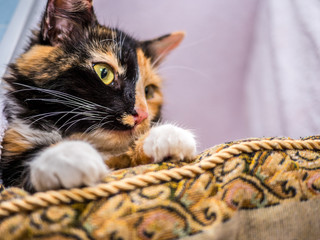 Fototapeta na wymiar Cute cat lying on pillow