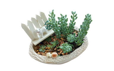 succulent plants with dog toy decoration on small pot isolate