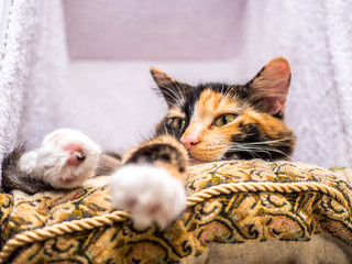 Cute cat lying on pillow
