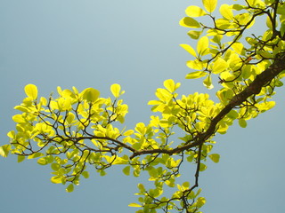 ハクモクレンの若葉