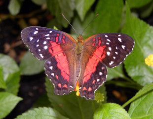 Mariposa posada