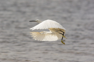 garzetta (Egretta garzetta) in decollo