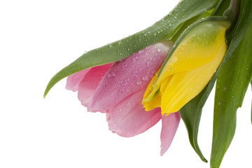close up image of pink and yellow tulips