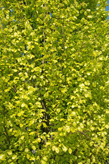 Buche, Fagus, Frühjahrsaustrieb