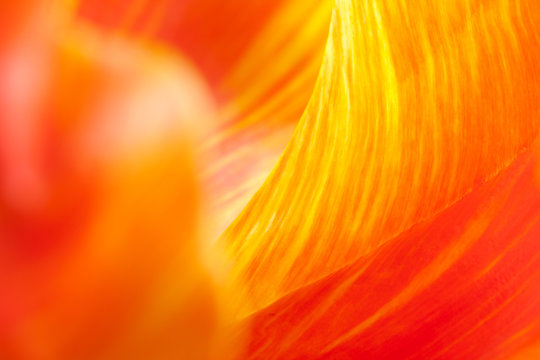 Tulipano