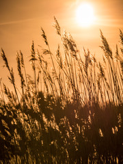 Golden Sunset and reed grass