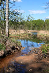 Fototapeta na wymiar Stream In Forest