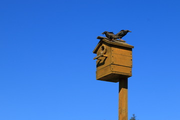 Пара скворцов.