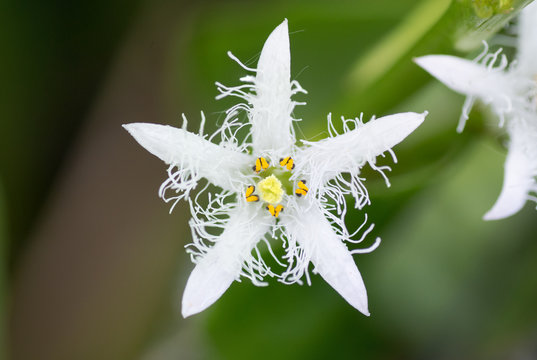 Bogbean (Menyanthes trifoliata) flower. Close up of flower of aquatic plant in the family  Menyanthaceae, showing detail of anthers and stigma
