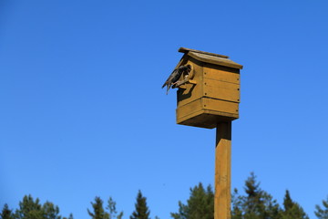 Кормление птенцов.