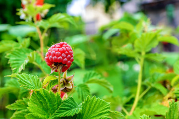 Berries ripe raspberry on a bush