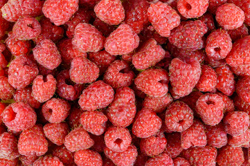 Heap of ripe raspberries