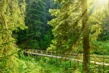 Beautiful bridge in the forest with rays of sun