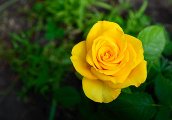 Bush of yellow roses