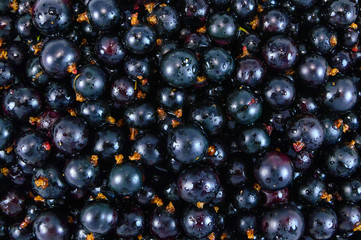 Ripe juicy currant