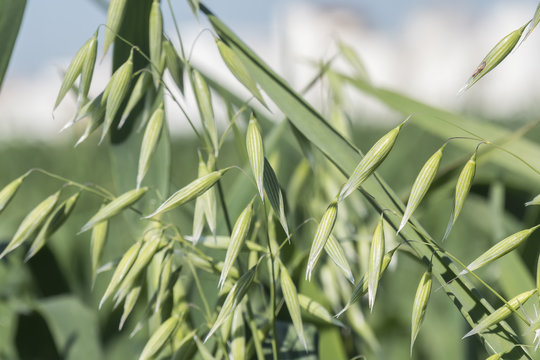 Unripe Oat harvest, green field