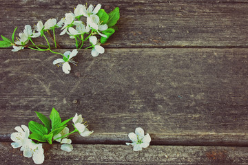 blossoming plum branch