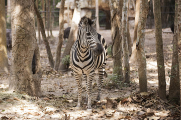 Fototapeta na wymiar Zebra standing on the forest