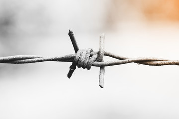 barbed wire. Monochrome