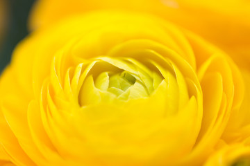 close up of beautiful yellow ranunculus flowers