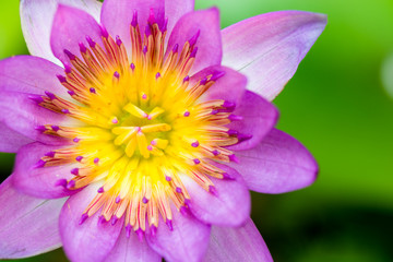 Pink Lotus Flower