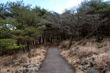 林へ続く遊歩道