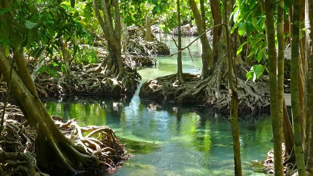 Tha pom mangrove forest. Swamp forest with roots and creek in Krabi Thailand., 4k
