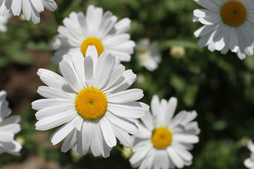 Chamomile flowers