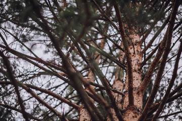Forest pine branches/Forest pine branches/Forest pine branches