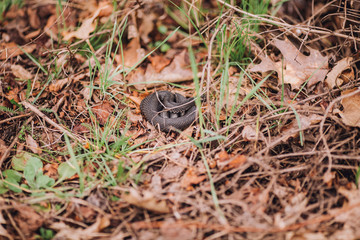 A small snake between the leaves of trees and grass