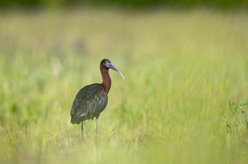 Glossy Ibis