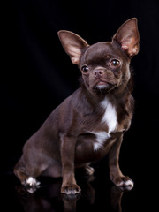chocolate brown chihuahua in Black background