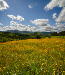 Springtime flower landscape