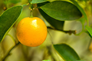 Fresh orange on orange tree.