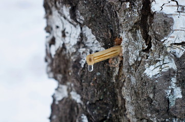 drop of birch sap from the tube