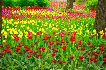 Spring garden with colorful tulips.