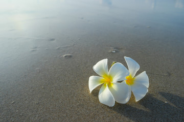 White frangipani on the surface of the sand.