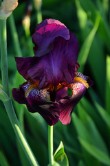Iris
