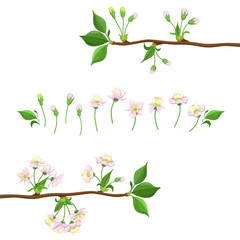 Cherry Blooming Process Illustration
