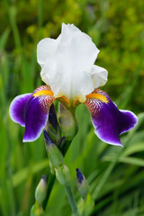 Iris