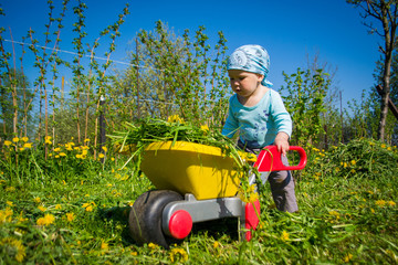 Малыш возит на тележке скошенную траву