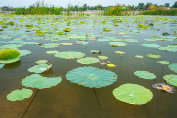Lotus leaf background.