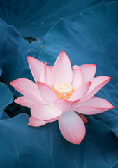 bloeiende lotusbloem