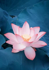 Foto auf Acrylglas Lotus Blume blühende Lotusblume