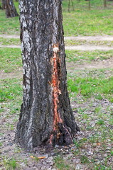 wounded birch