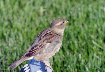 Sparrow sitting on a background of bright green grass