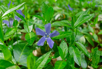 Periwinkle flower / Vinca minor