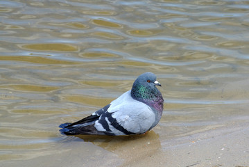 Rock pigeon (lat. Columba livia) bathes in the river in shallow water